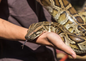 2025 Python Challenge 2