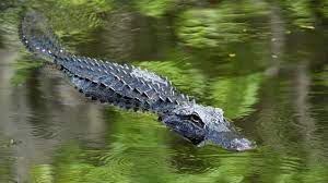 Alligator Safety 1
