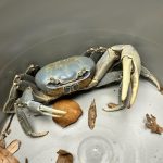 Blue Land Crabs 1