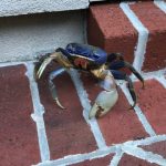 Blue Land Crabs 2