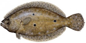 Flounder 1 Flouder gulf