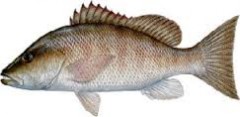 Mangrove Snapper 1 Mangrove Snapper1