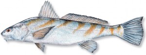 WHITING