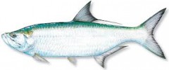 Tarpon 1 Tarpon