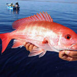 Red Snapper Harvest in State Waters 1